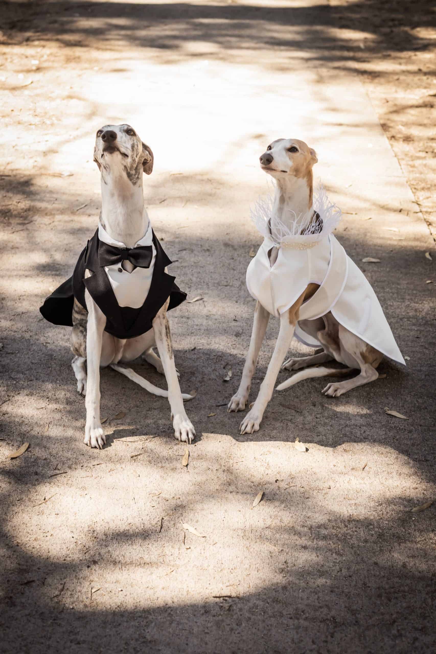 Gossos de casament vestits